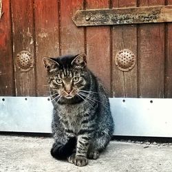 Portrait of cat on wooden floor