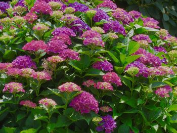 Pink flowers blooming outdoors