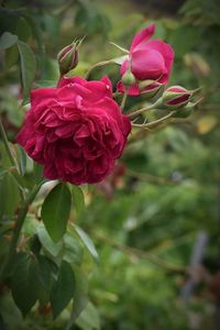 Close-up of pink flower blooming outdoors