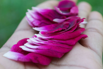 Close-up of hand holding pink rose