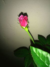 Close-up of pink flower blooming outdoors