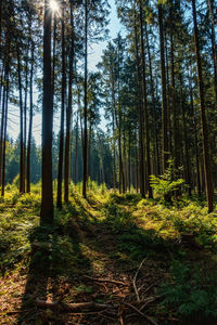 Trees growing in forest