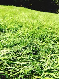 Grass growing on grassy field