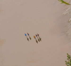 High angle view of crab on sand