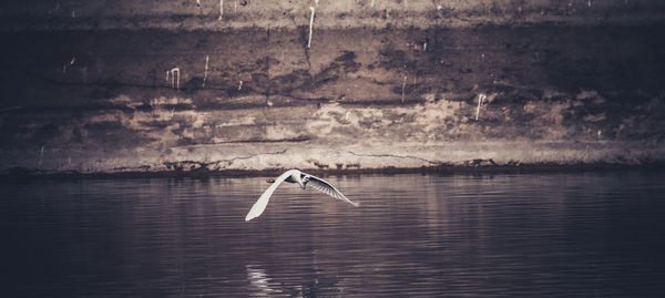 Bird flying over lake