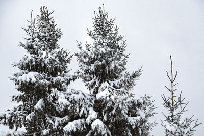 Low angle view of trees against sky during winter