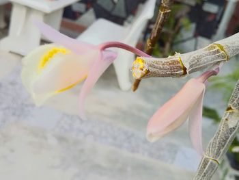 Close-up of flower against blurred background