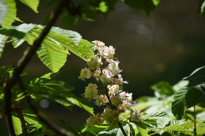 Close-up of white flowering plant