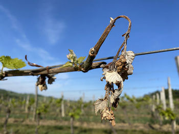 Low angle view of wilted hanging on tree against sky