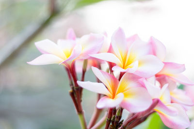 Close-up of white frangipani flowers