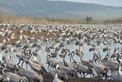 Cranes perching at lakeshore against mountain