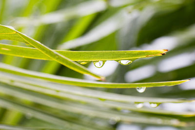 Close-up of wet plant leaves