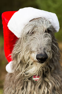 Close-up of a dog