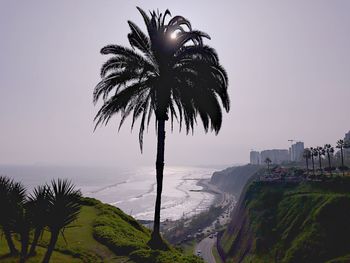 Palm trees on beach against clear sky