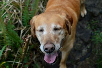 Portrait of a dog