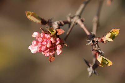 Close-up of insect on pink flowers