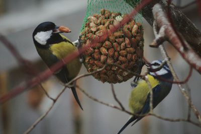 Close-up of birds eating food on feeder