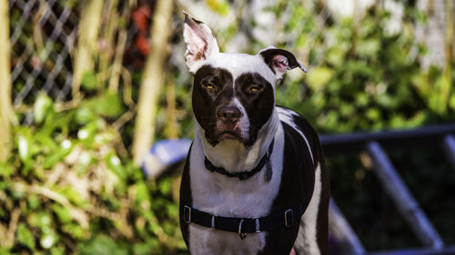 Portrait of dog standing outdoors