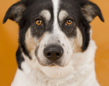 Close-up portrait of dog