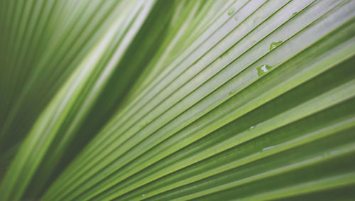 Full frame shot of palm leaves