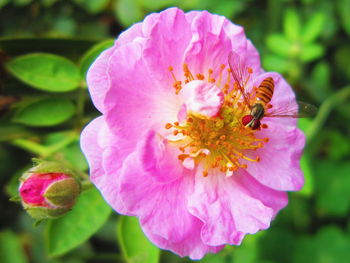 Close-up of pink flowers