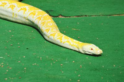 High angle view of burmese python on green carpet