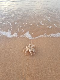 High angle view of sand on beach, starfish