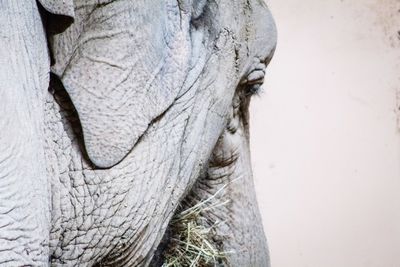 Close-up of elephant