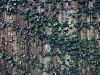 Full frame shot of tree trunk