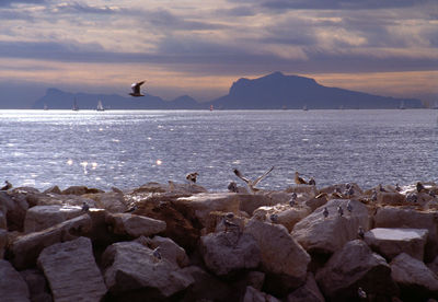 Seagulls perching on rock by sea against sky during sunset