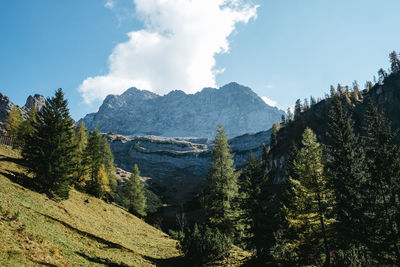 Panoramic view of pine trees and mountains against sky