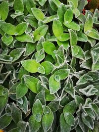 Full frame shot of green leaves