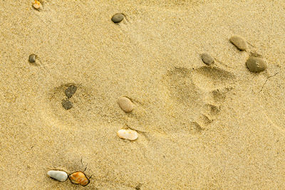 High angle view of shell on sand