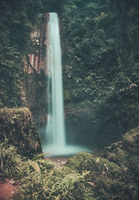 Scenic view of waterfall in forest