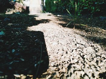 Close-up of stones on field