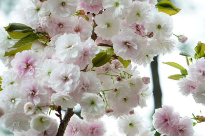 Low angle view of pink flowers blooming on tree