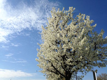 Low angle view of tree against blue sky