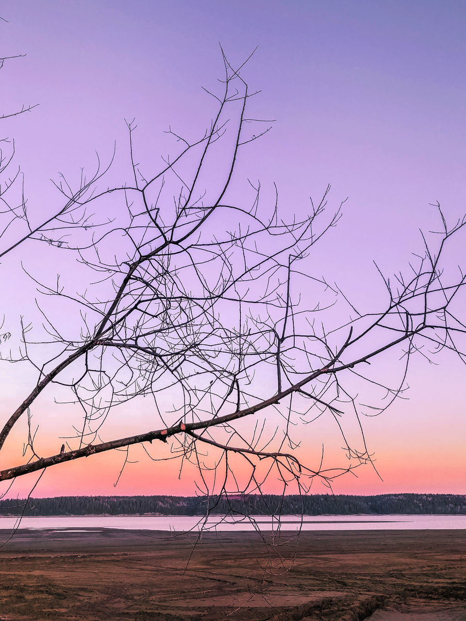 Sky Water Tree Sea Beauty In Nature Tranquility Sunset Beach Land Tranquil Scene Scenics - Nature Plant Nature No People Horizon Horizon Over Water Bare Tree Branch Idyllic Outdoors