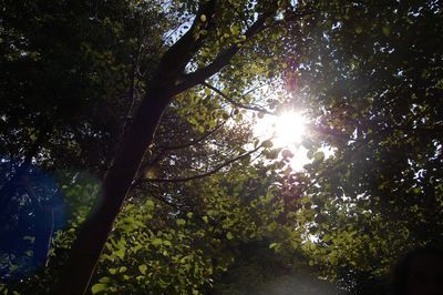 Low angle view of trees against sky