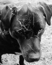 Close-up portrait of dog relaxing outdoors