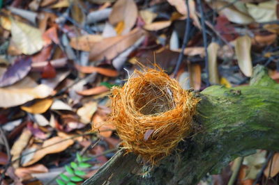 Close-up of birds'nest  against blurred background