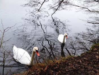 Swans and swan on lake