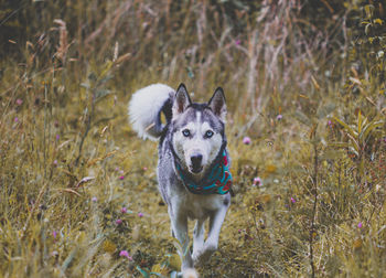 Siberian husky dog running on the field at green woods