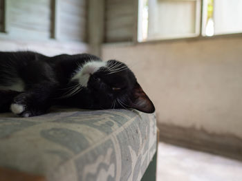 Close-up of a cat resting