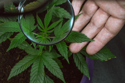 Close-up of hand holding leaves