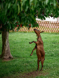 View of a goat picking cherry from a tree on field