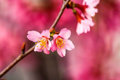 Close-up of pink flowers blooming outdoors