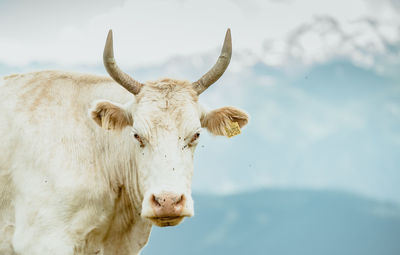 Portrait of a white bull