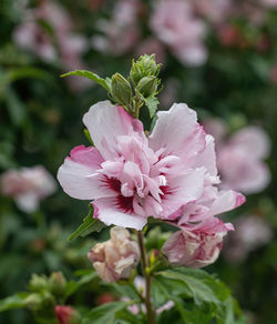 Close-up of pink flowering plant