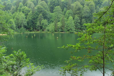 Scenic view of lake in forest